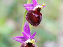 Ophrys_biscutella_Entre_San_Giovanni_et_Cagnano_2